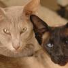 tondinie_cats210506_33