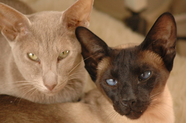 tondinie_cats210506_33