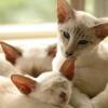 tondinie_cats210506_34