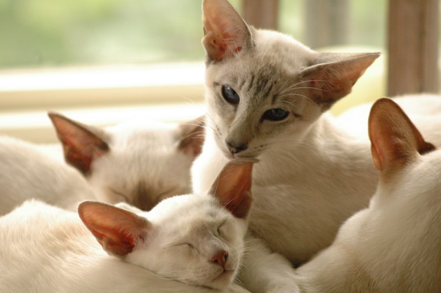 tondinie_cats210506_34