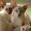tondinie_cats210506_38