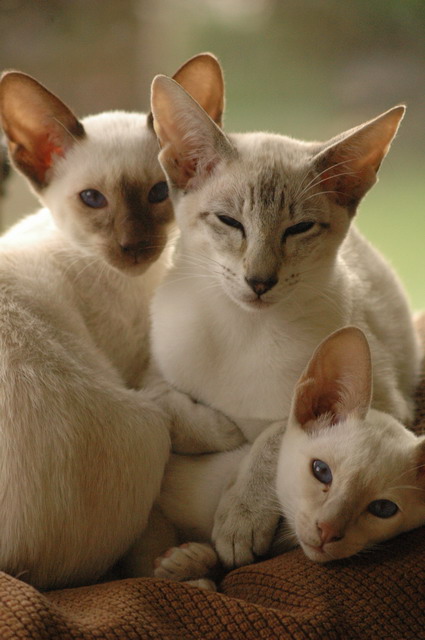tondinie_cats210506_38