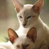 tondinie_cats210506_40