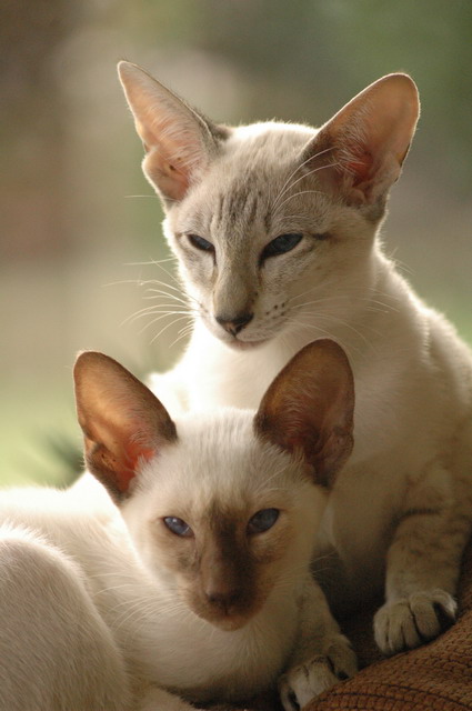 tondinie_cats210506_40