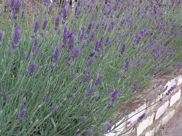bbq_cpc160606_38_lavender