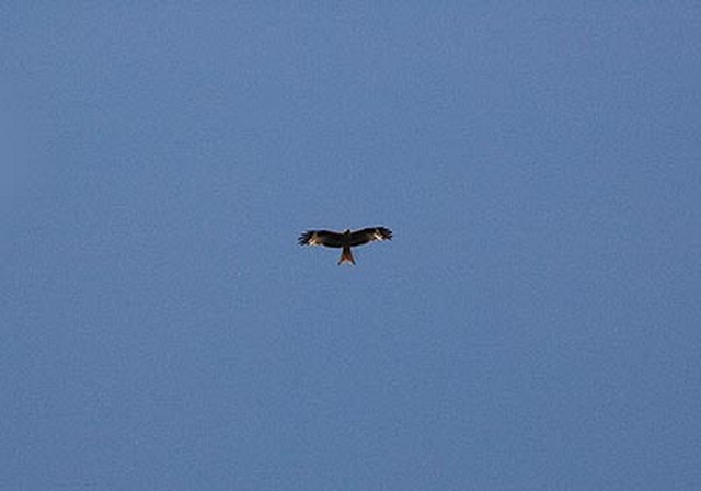 byh230606_11nw_bird