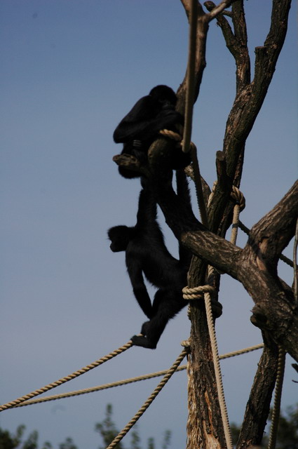 060920_gaiapark06_monkeys