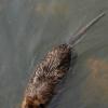 060920_gaiapark07_waterrat