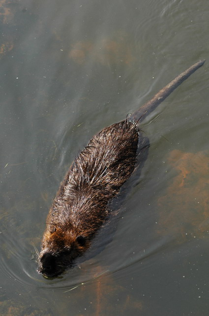 060920_gaiapark07_waterrat