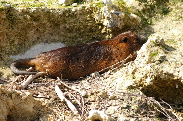 060920_gaiapark08_waterrat