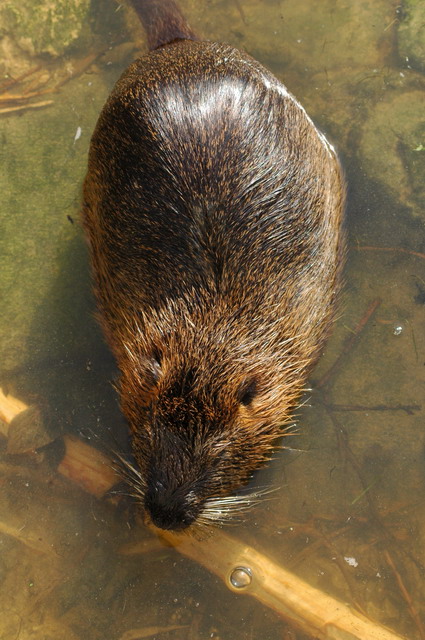 060920_gaiapark09_waterrat