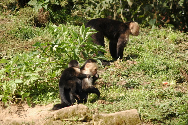 060920_gaiapark10_monkeys