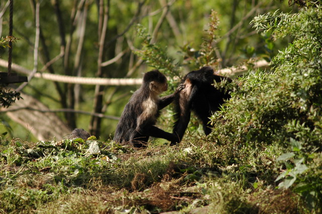060920_gaiapark11_monkeys