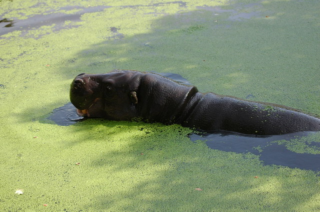 060920_gaiapark12_pygmy_hippo