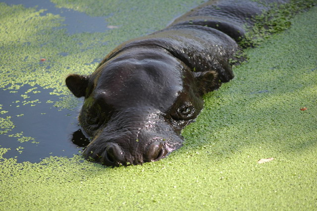 060920_gaiapark13_pygmy_hippo