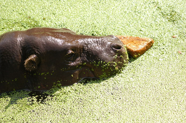 060920_gaiapark14_pygmy_hippo