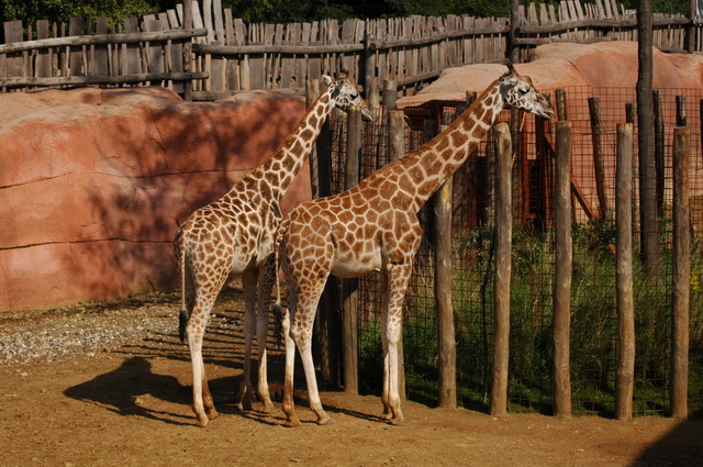 060920_gaiapark15_giraffes