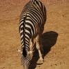 060920_gaiapark16_zebra