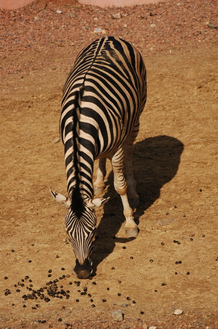 060920_gaiapark16_zebra