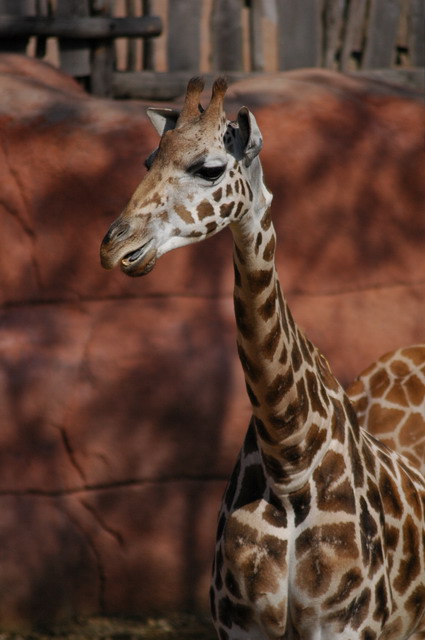 060920_gaiapark17_giraffe
