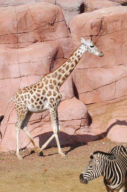 060920_gaiapark18_giraffe_zebra