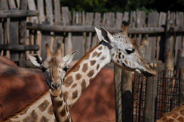 060920_gaiapark19_giraffes