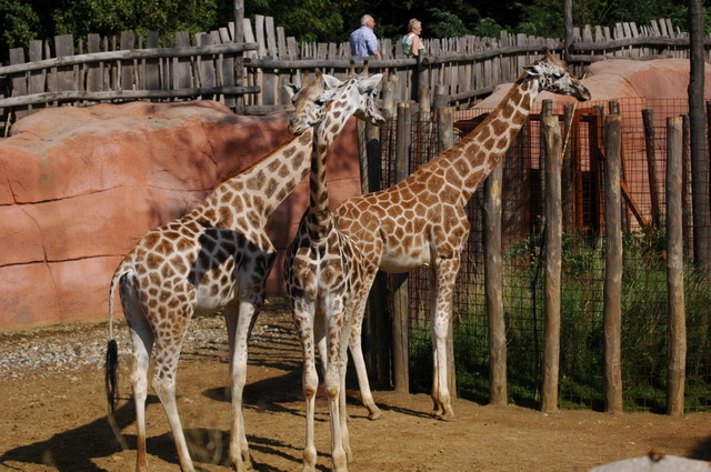 060920_gaiapark20_giraffes