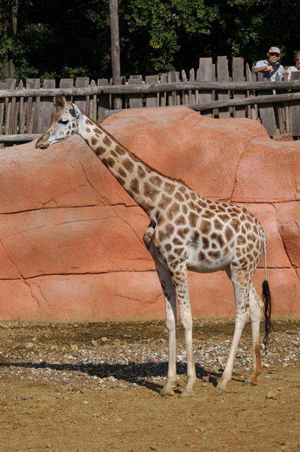 060920_gaiapark21_giraffe