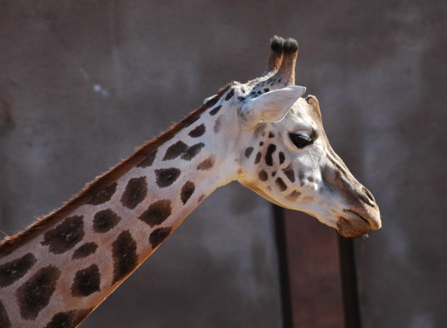 060920_gaiapark22_giraffe