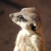 060920_gaiapark23_meerkat