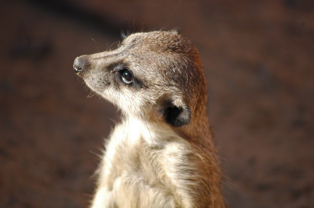 060920_gaiapark23_meerkat