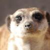 060920_gaiapark24_meerkat