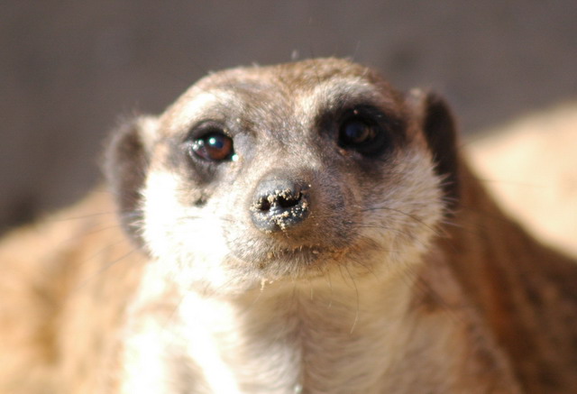 060920_gaiapark24_meerkat