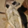 060920_gaiapark25_meerkat