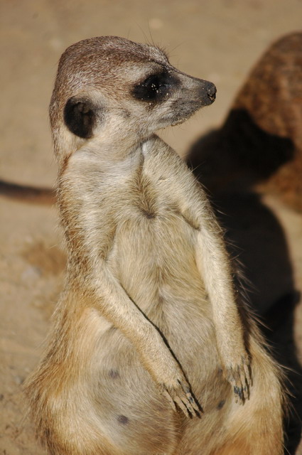 060920_gaiapark25_meerkat
