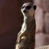 060920_gaiapark26_meerkat