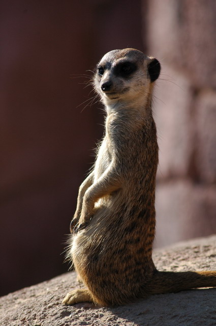 060920_gaiapark26_meerkat
