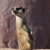 060920_gaiapark27_meerkat