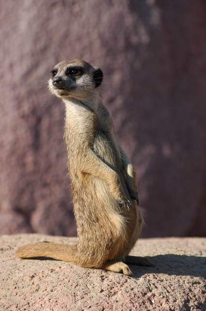 060920_gaiapark27_meerkat
