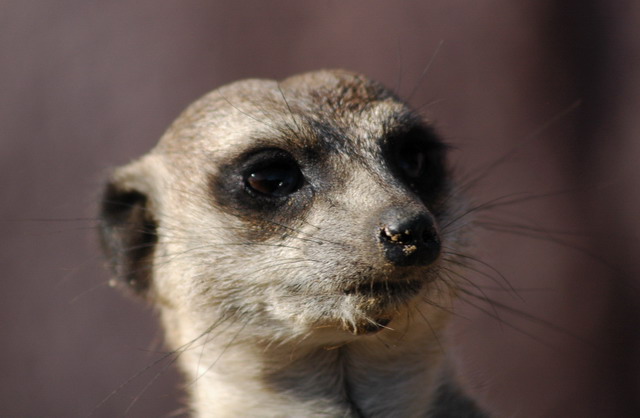 060920_gaiapark28_meerkat