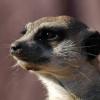 060920_gaiapark29_meerkat
