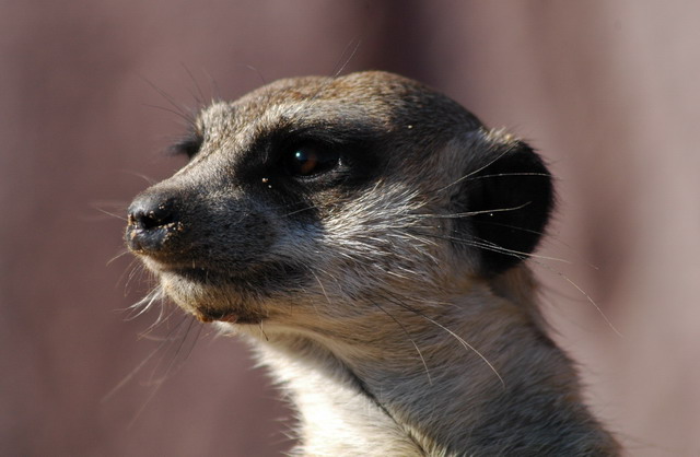 060920_gaiapark29_meerkat