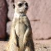 060920_gaiapark30_meerkat
