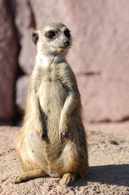 060920_gaiapark30_meerkat