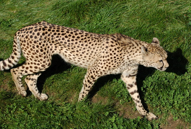 060920_gaiapark31_cheetah