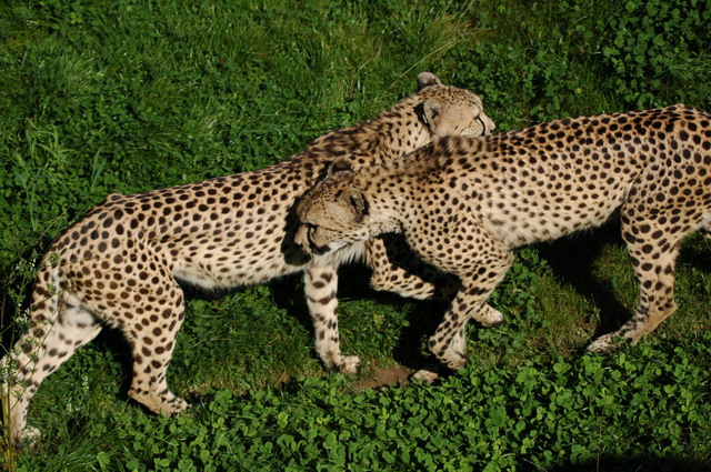 060920_gaiapark32_cheetahs