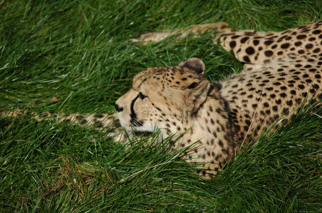 060920_gaiapark33_cheetah