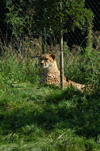 060920_gaiapark34_cheetah