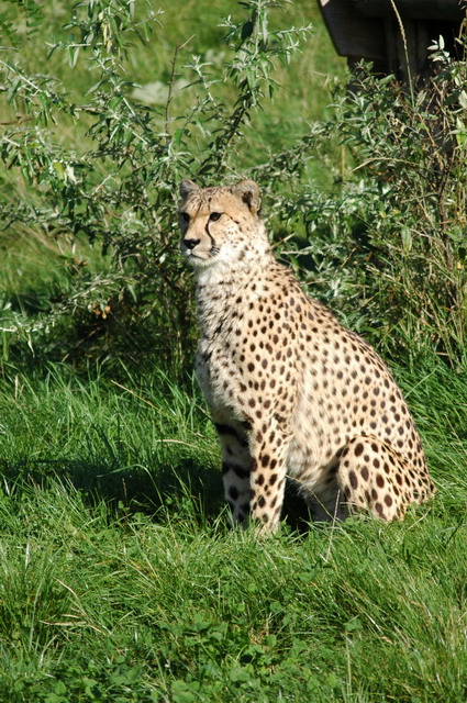 060920_gaiapark35_cheetah
