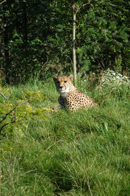 060920_gaiapark36_cheetah